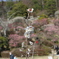 梅
