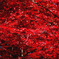 とにかく赤　２０１０年秋紅葉