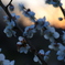 梅の花