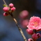 桃咲く（１）