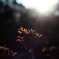 Spring has come