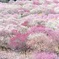 梅林公園にて