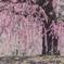梅花の絨毯