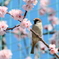 春スズメ