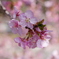河津桜