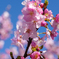 河津桜