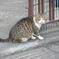 ねこ