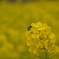 菜の花畑