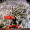 身延桜
