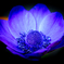 shining blue