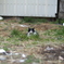 cat_580 隠れてるにゃ