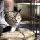cat_581 春の陽射し