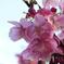 今日の桜
