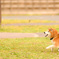 威嚇する犬
