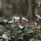 日陰にそっと咲く春の花