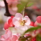 一面木瓜の花