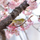 寒緋桜とメジロ