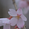 ハートが綺麗な横浜緋桜