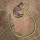 ねこ　アンド　ホース