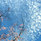 桜と雲