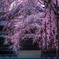 枝垂れ桜