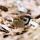 動物園の野鳥：スズメ