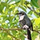動物園の野鳥：ヒヨドリ