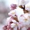 SAKURA#4 ( year 2016 )