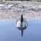 Reflection