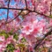 有吉貝塚公園の河津桜