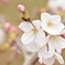 満開の桜