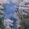 豊後中川駅の桜