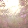 Sunshine