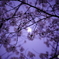桜掛かった月
