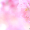 河津桜5