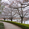 一番桜、