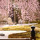 寧々の枝垂れ桜。
