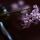 .....花