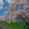 桜と青空