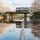 桜満開
