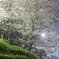 夜桜２