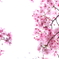 街の花