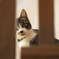 飼い猫