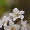 桜梅桃李
