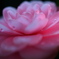 Drop