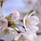 ＊桜花＊ Ⅱ