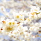 群馬県　水上町の桜