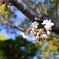 今年の桜