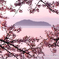 桜窓