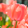0F300F24-9859-48BF-81C4-1D415D471F3B